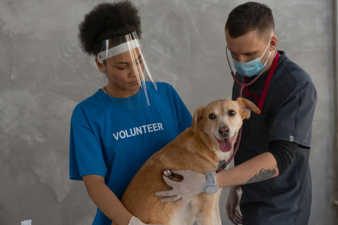 A Veterinarian Holding a Pomeranian dog
